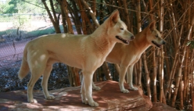 Pure Dingoes
