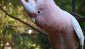 Major Mitchell's Cockatoo