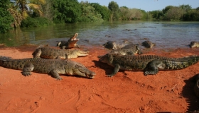 Saltwater Crocodile