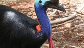 Southern Cassowary