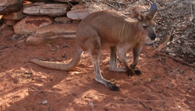 Big Red Kangaroo