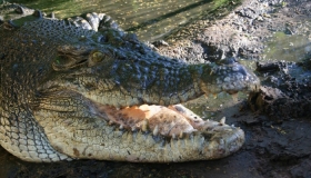 Zooey - the ugliest Crocodile in the world