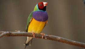 Gouldian Finch