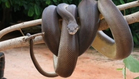 Olive Python