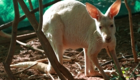 White Red Kangaroo