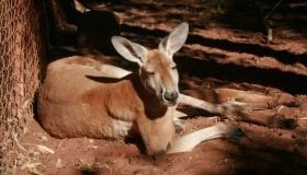 Big Red Kangaroo