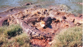 Saltwater Crocodile